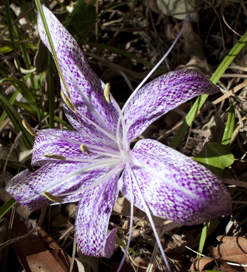 Турецкие цветы